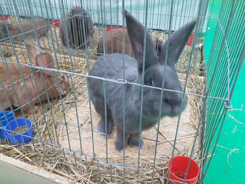  - 2017-Exp Nationala RO-Bucuresti