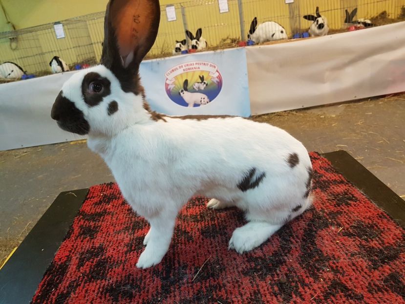  - 2017-Exp Nationala RO-Bucuresti