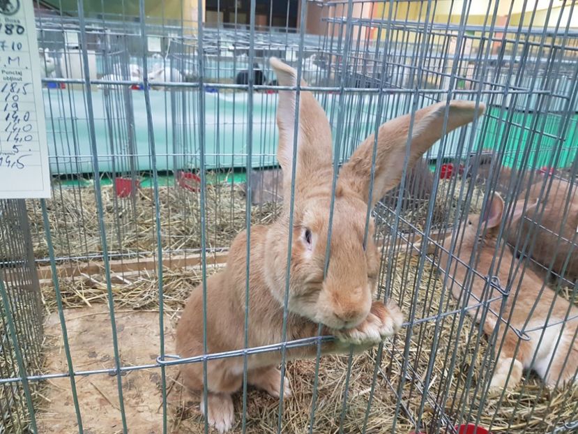  - 2017-Exp Nationala RO-Bucuresti