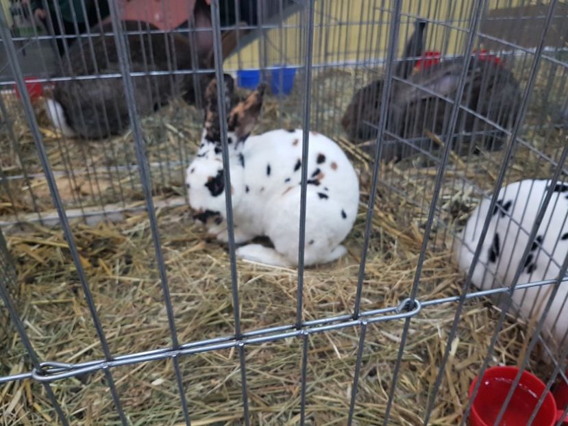  - 2017-Exp Nationala RO-Bucuresti