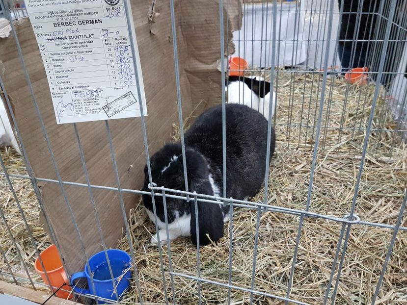  - 2017-Exp Nationala RO-Bucuresti