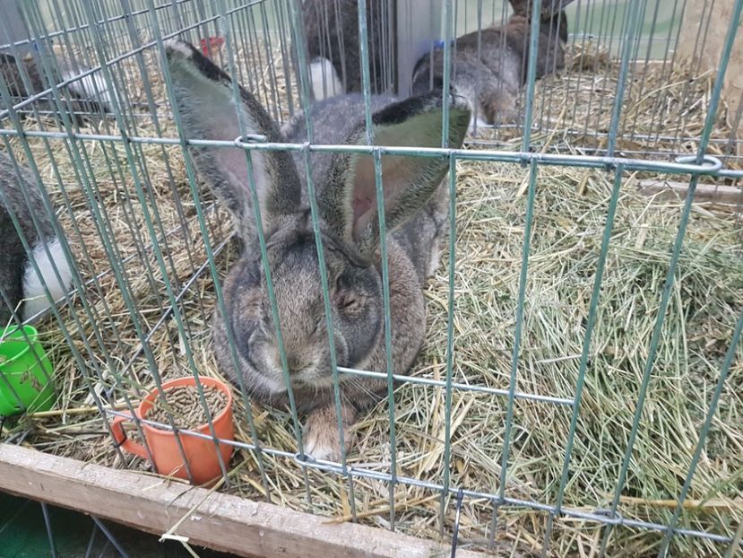  - 2017-Exp Nationala RO-Bucuresti