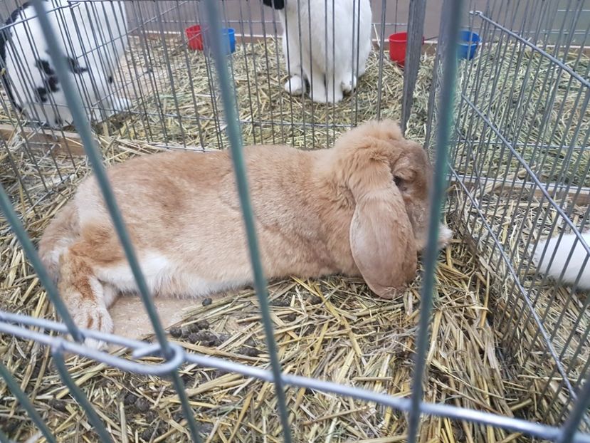  - 2017-Exp Nationala RO-Bucuresti