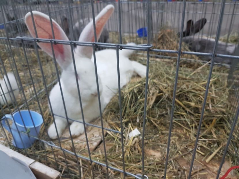  - 2017-Exp Nationala RO-Bucuresti