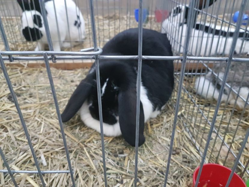  - 2017-Exp Nationala RO-Bucuresti