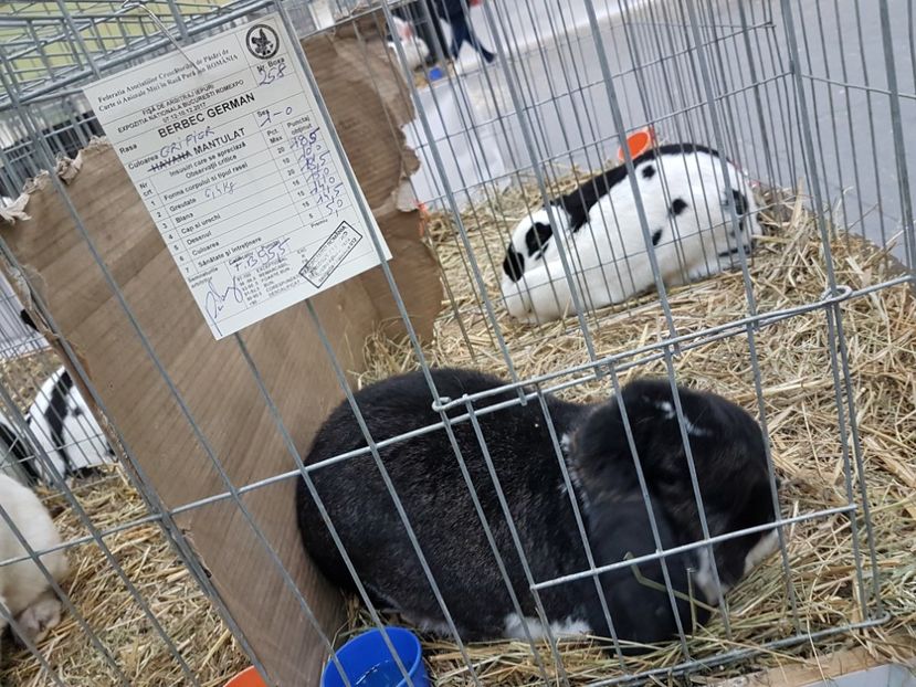  - 2017-Exp Nationala RO-Bucuresti