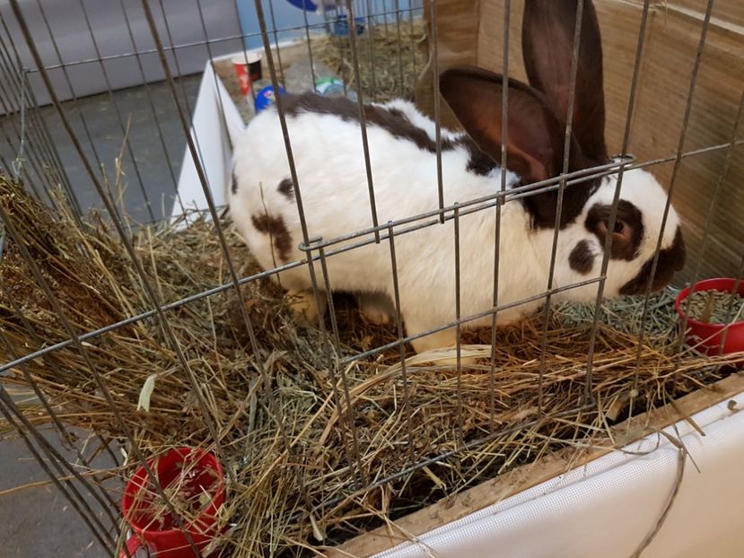  - 2017-Exp Nationala RO-Bucuresti