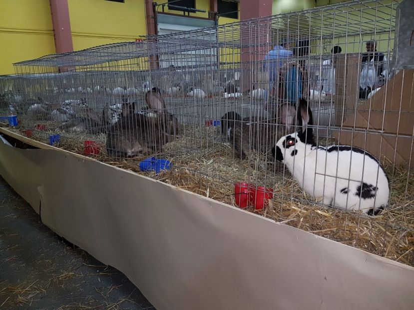  - 2017-Exp Nationala RO-Bucuresti