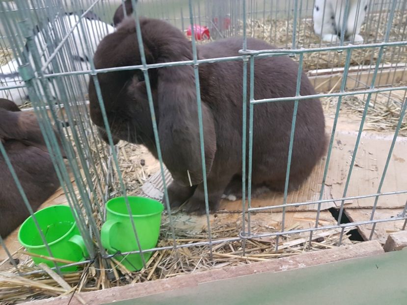  - 2017-Exp Nationala RO-Bucuresti