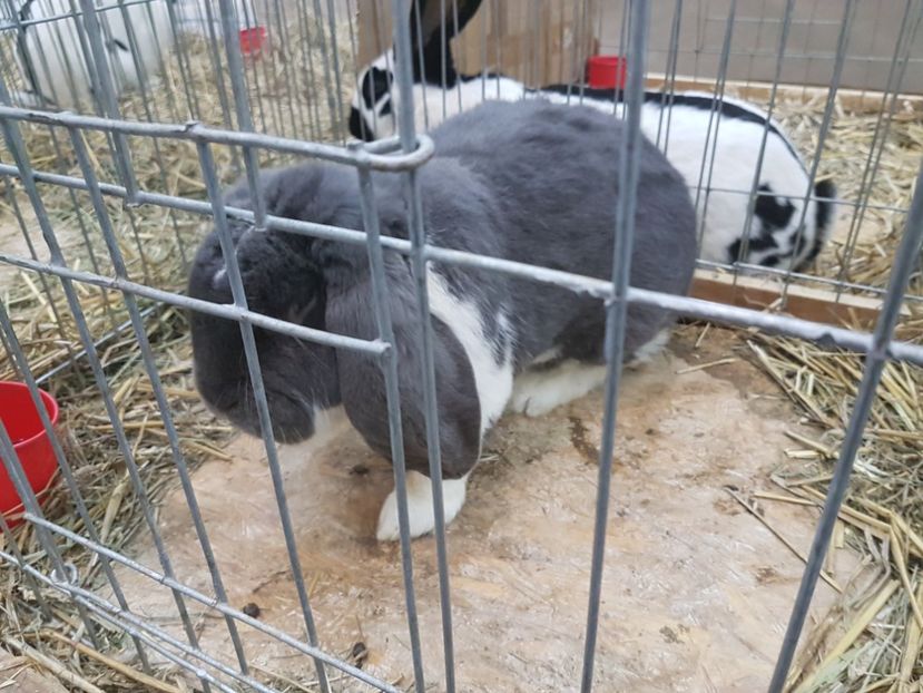  - 2017-Exp Nationala RO-Bucuresti