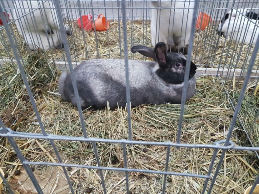  - 2017-Exp Nationala RO-Bucuresti