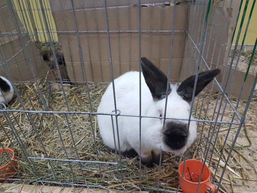  - 2017-Exp Nationala RO-Bucuresti