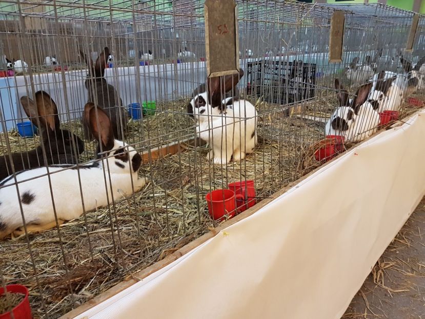  - 2017-Exp Nationala RO-Bucuresti