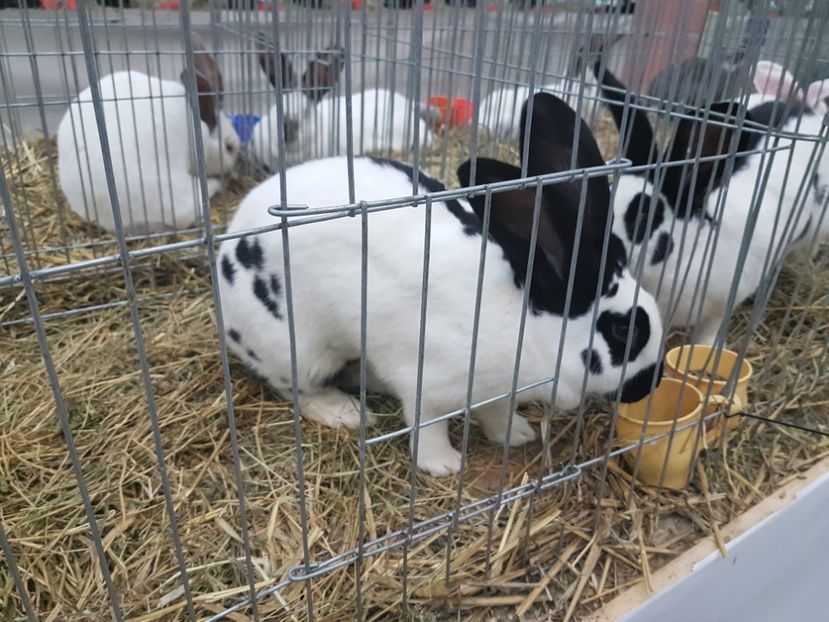  - 2017-Exp Nationala RO-Bucuresti