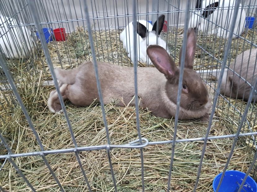  - 2017-Exp Nationala RO-Bucuresti