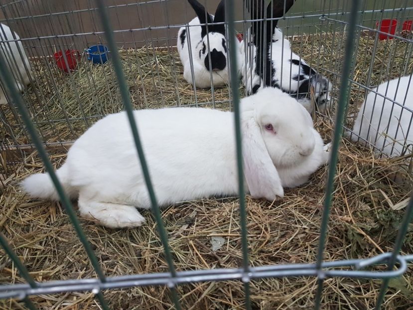  - 2017-Exp Nationala RO-Bucuresti