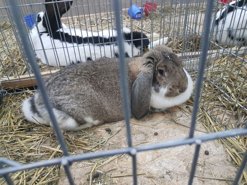  - 2017-Exp Nationala RO-Bucuresti