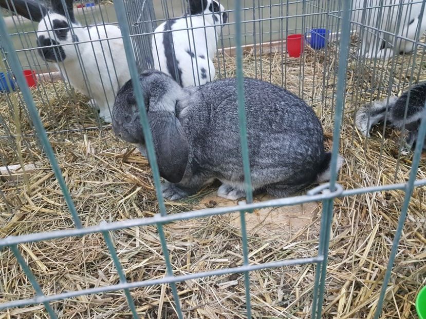  - 2017-Exp Nationala RO-Bucuresti