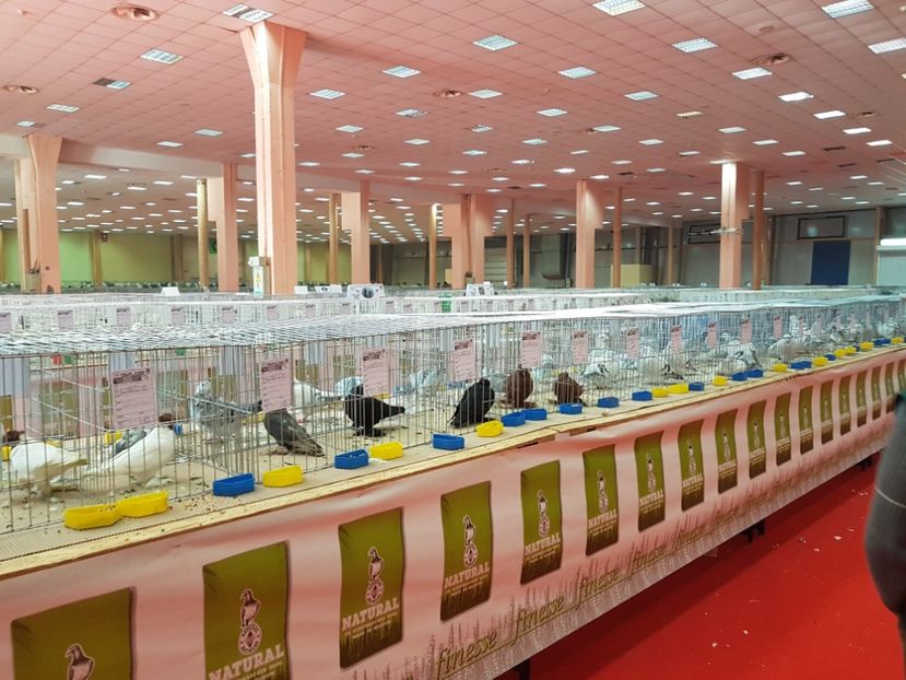  - 2017-Exp Nationala RO-Bucuresti