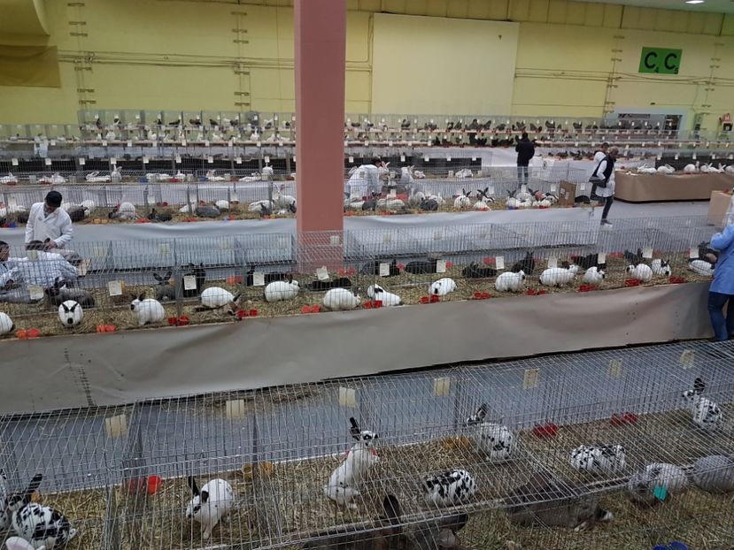  - 2017-Exp Nationala RO-Bucuresti