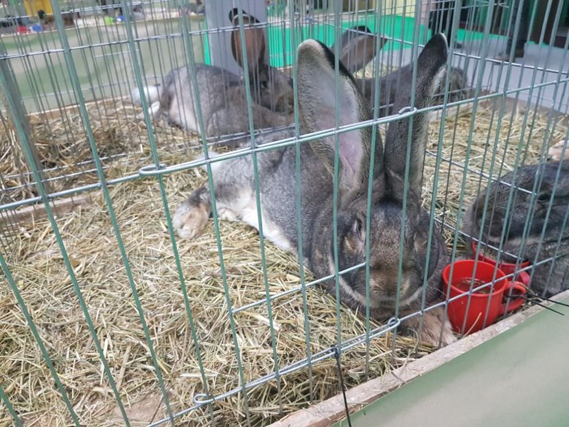  - 2017-Exp Nationala RO-Bucuresti