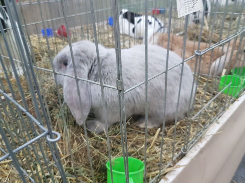  - 2017-Exp Nationala RO-Bucuresti