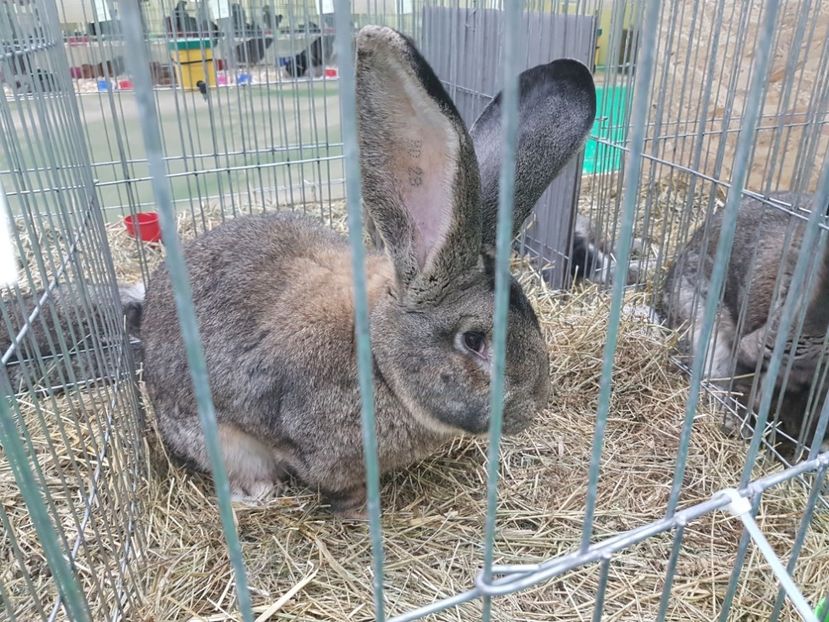  - 2017-Exp Nationala RO-Bucuresti