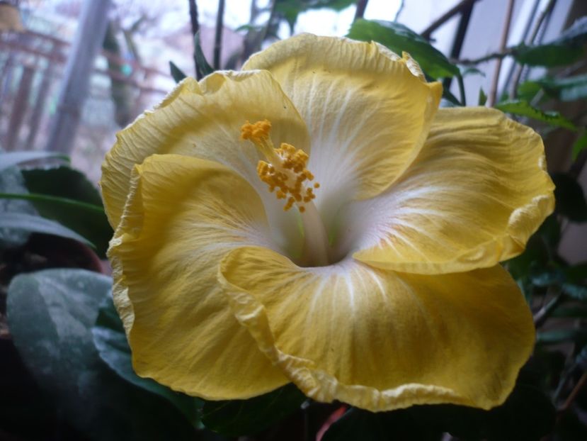 P1360084 - HIBISCUSI 2018-1