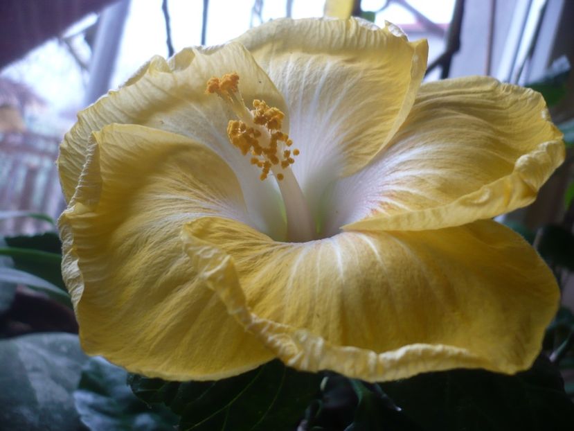 P1360085 - HIBISCUSI 2018-1