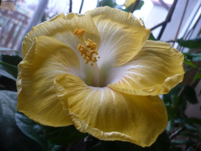 P1360088 - HIBISCUSI 2018-1