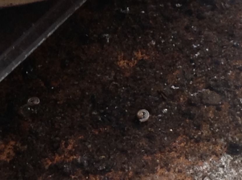  - Dăunător in pământ vierme alb de turba?