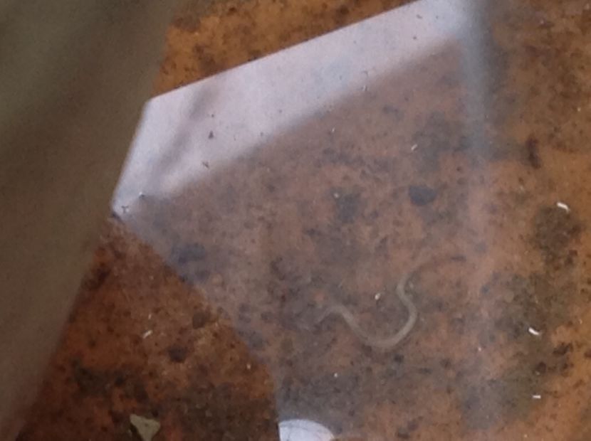  - Dăunător in pământ vierme alb de turba?