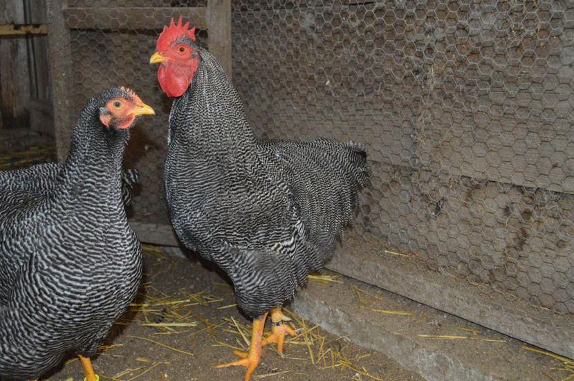  - PLYMOUTH ROCKS 2018