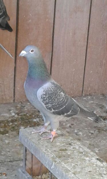 IMG-20180110-WA0005 - cuplul 1 2o18