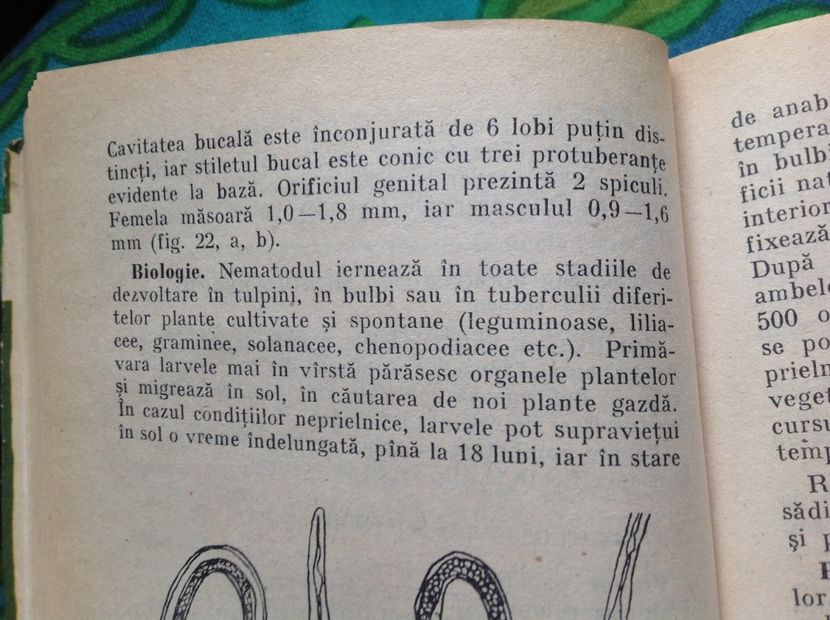 Ma gândesc ca poate mai are cineva nevoie de aceste informații , asa ca pun documentare la dispoziți - Dăunător in pământ vierme alb de turba?