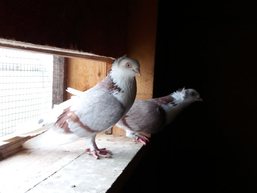  - Jucători de Amara