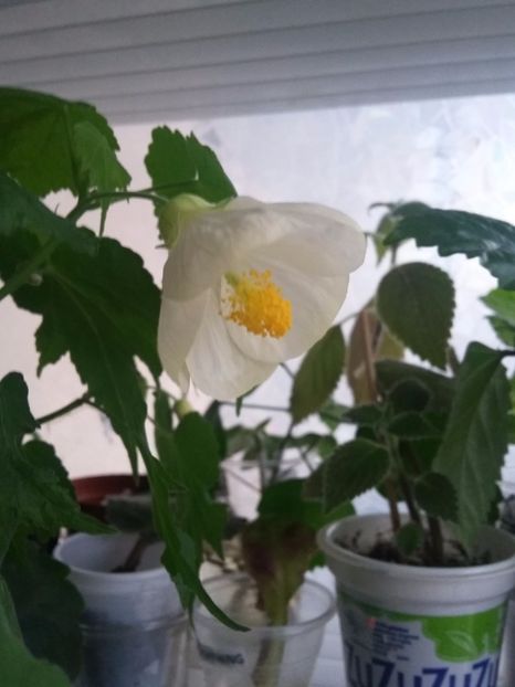 Abutilon alb(10-01-2018)\ - Abutiloni 2018