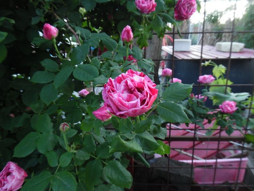  - Dimov 21 Honorine de Brabant