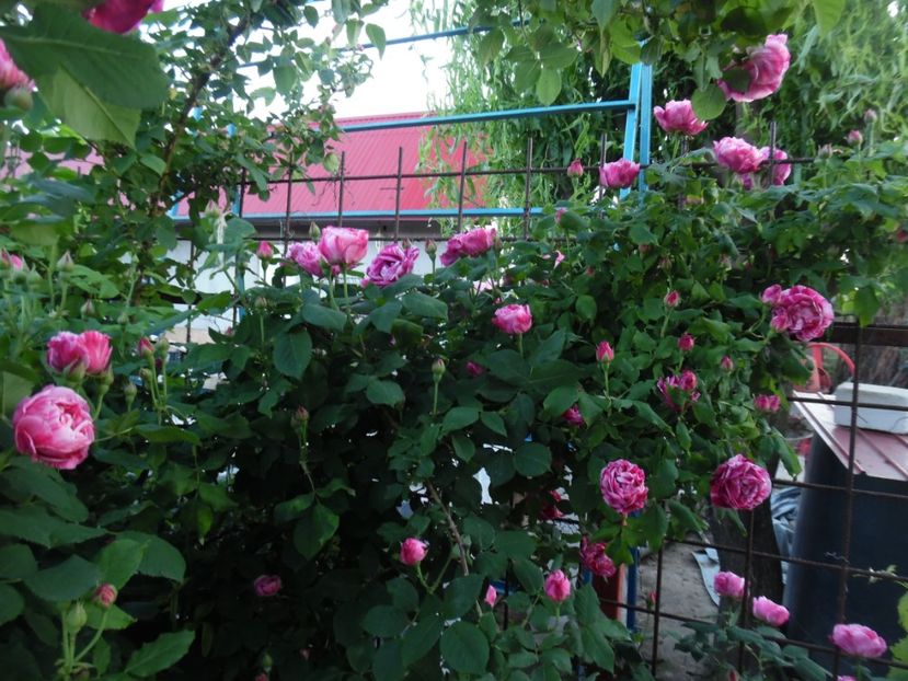  - Dimov 21 Honorine de Brabant