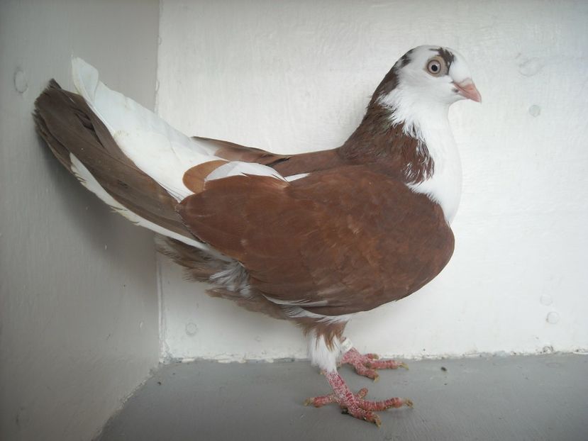  - PORUMBEI CARE MI AU APARTINUT