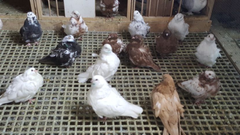  - 24_PESCARUSI CHINEZI TALIA MARE MATCA-2021