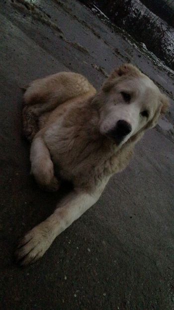 Snapchat-389488765 - 1 Căței Asia Centrală 2017-2018