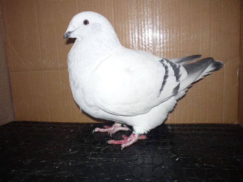 P1130831 - 000-SEZON 2018