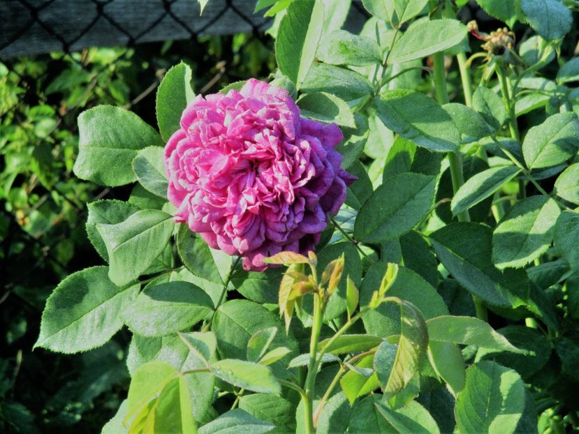  - Reine de Violettes