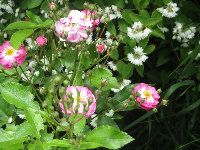  - Romantic garden