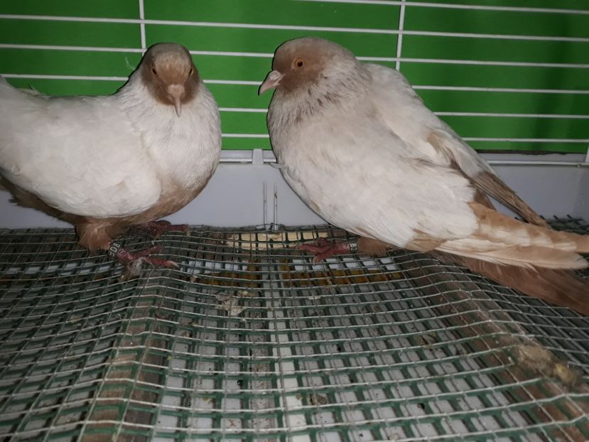  - PORUMBEI STICLETE DANEZ GALBEN