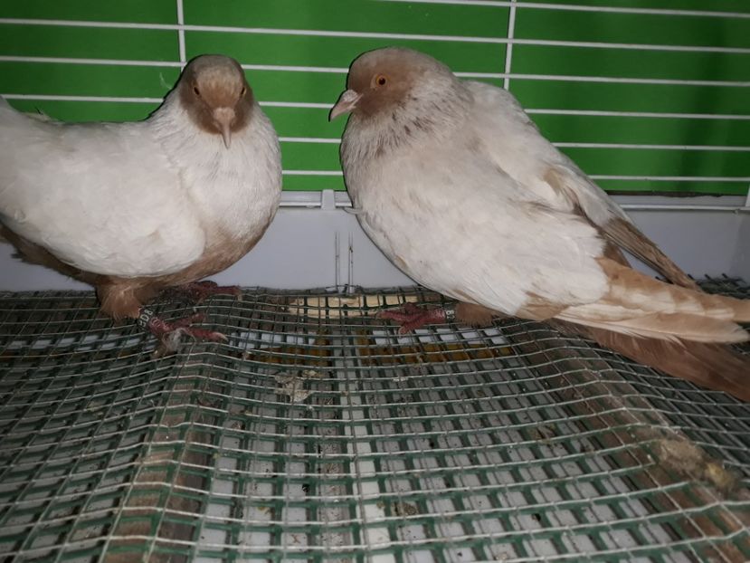  - PORUMBEI STICLETE DANEZ GALBEN
