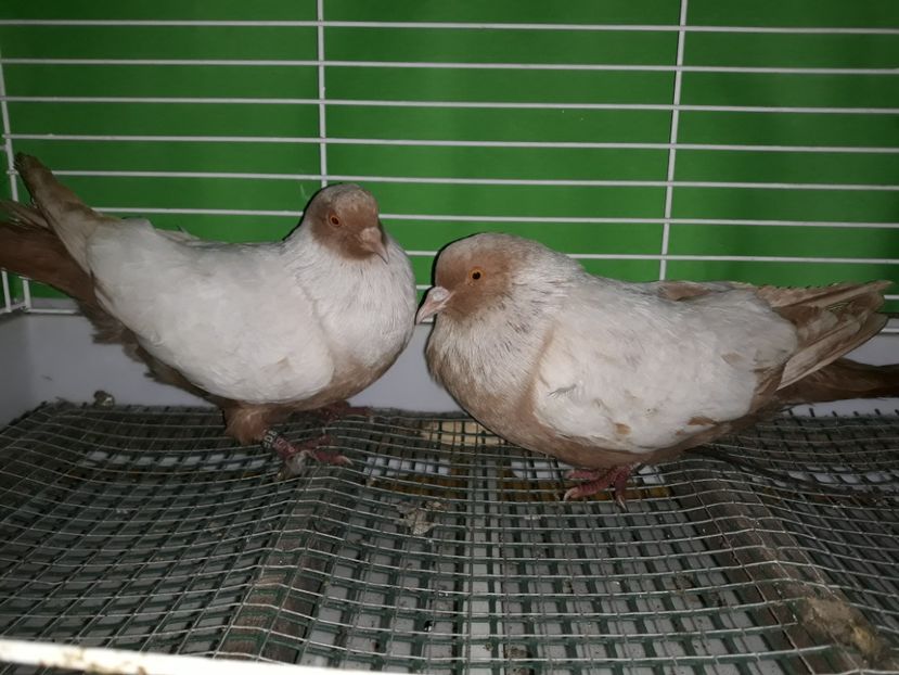  - PORUMBEI STICLETE DANEZ GALBEN