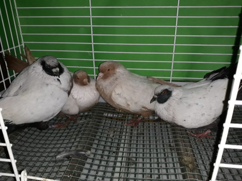  - PORUMBEI STICLETE DANEZ GALBEN