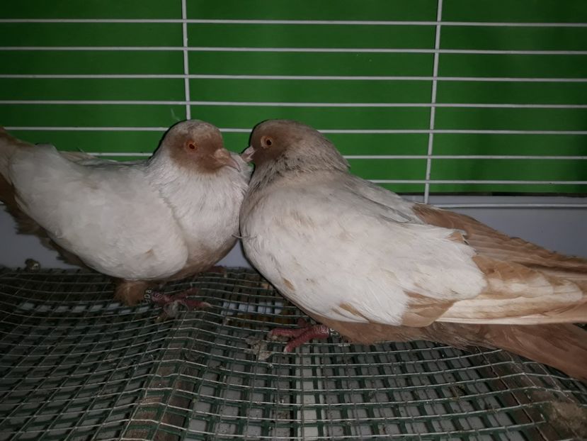  - PORUMBEI STICLETE DANEZ GALBEN